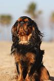 KING CHARLES SPANIEL 034